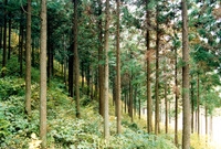 축령산 조림지