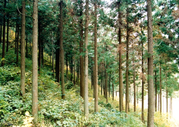 축령산 조림지