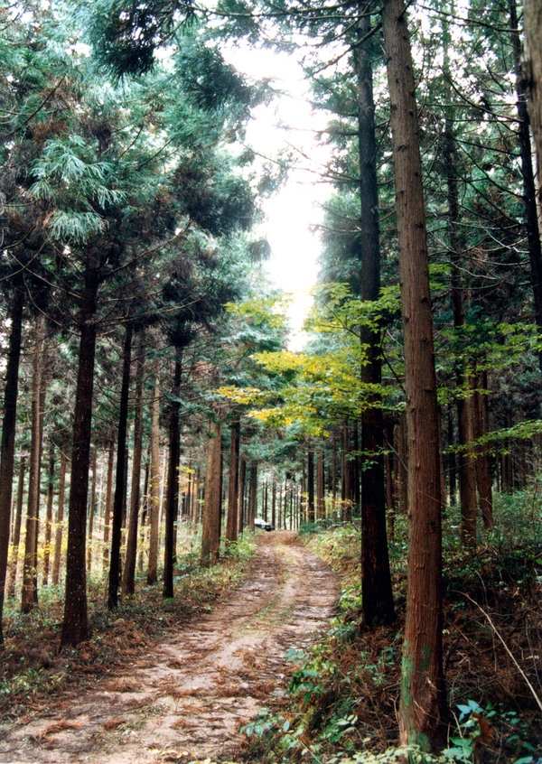 축령산 조림지