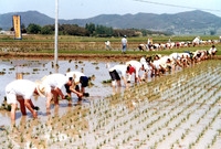 모내기(군,도직원)노력봉사