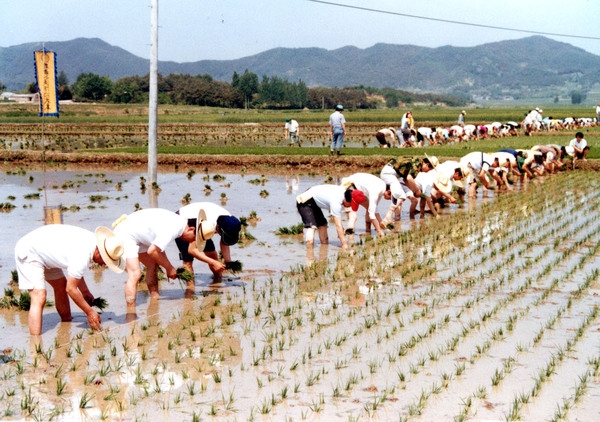 모내기(군,도직원)노력봉사