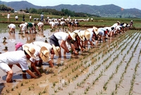 시한영농(모내기)