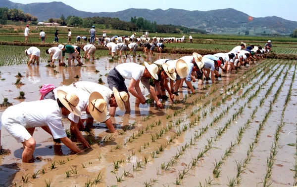 시한영농(모내기)