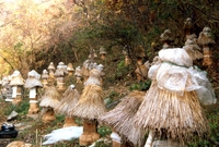 한봉