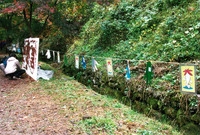 제5회 백양단풍축제