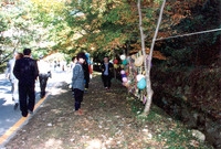 제5회 백양단풍축제