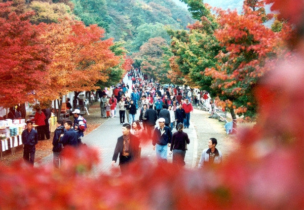 제5회 백양단풍축제