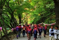 제4회 백양단풍축제