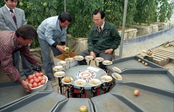 토마토 선별