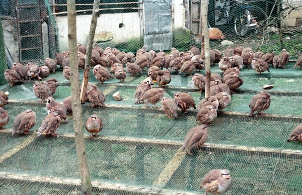 바위자고새
