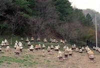 한봉