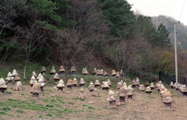 한봉