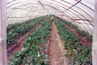 딸기 재배
