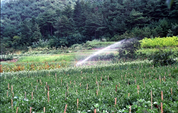 가뭄극복스프링쿨러작동