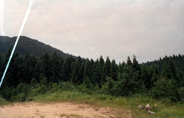 축령산 조림지