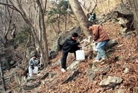 고로쇠 채취