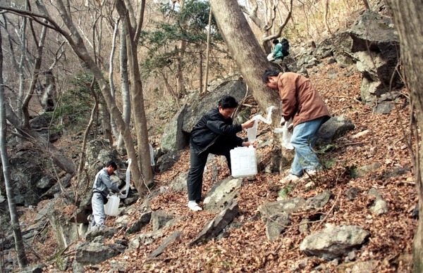 고로쇠 채취