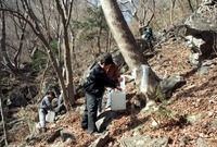 고로쇠 채취