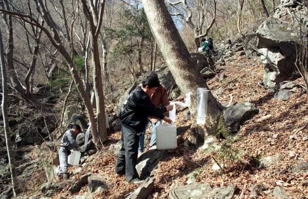 고로쇠 채취