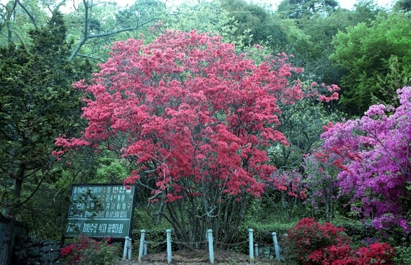 백계리 영산홍