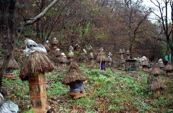 한봉