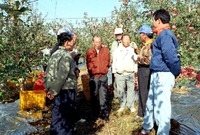 사과수확