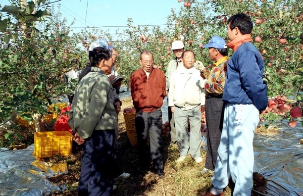 사과수확