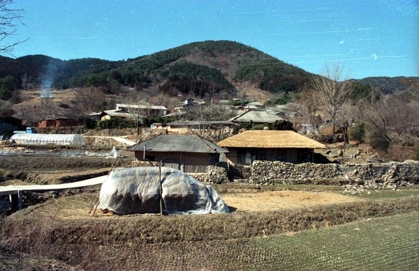 북일면 금곡마을 초가 전경