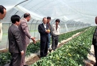 시설채소 현장 - 북일면