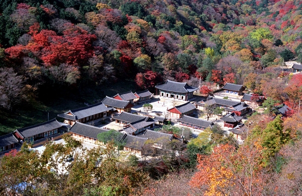 백양사 단풍