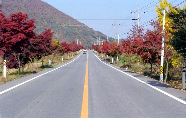 가로수길 - 단풍