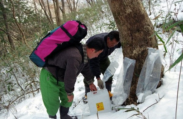 고로쇠약수
