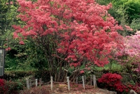 영산홍