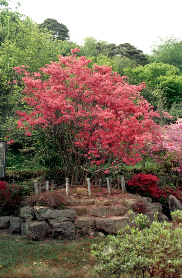 영산홍