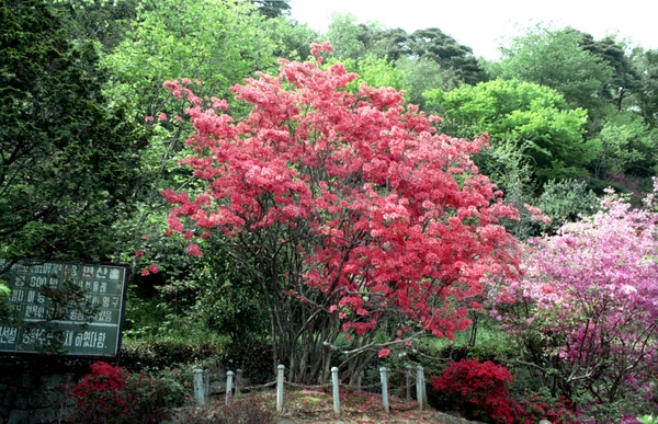 영산홍