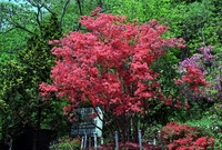 영산홍