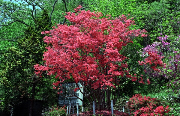 영산홍