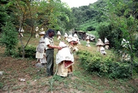 한봉