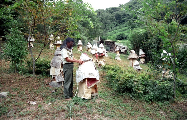 한봉