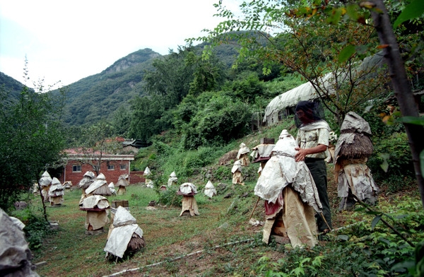 한봉