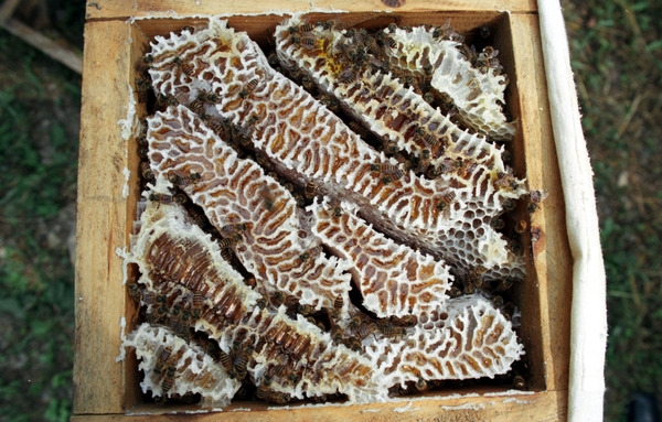 한봉