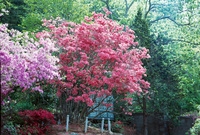 영산홍