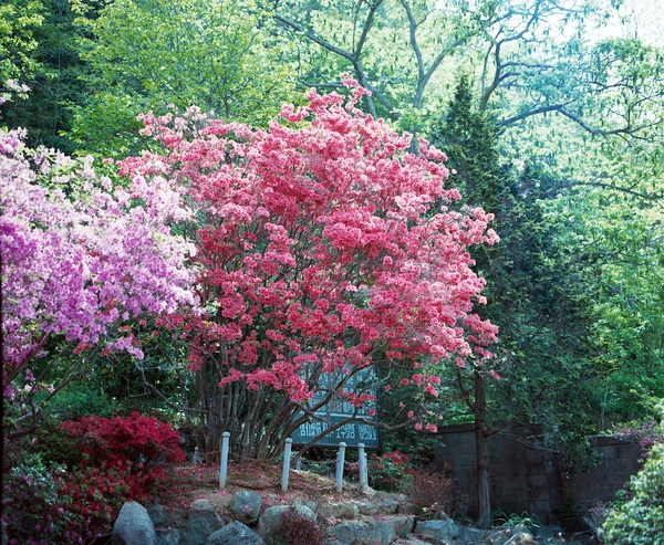 영산홍