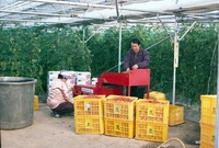 방울토마토