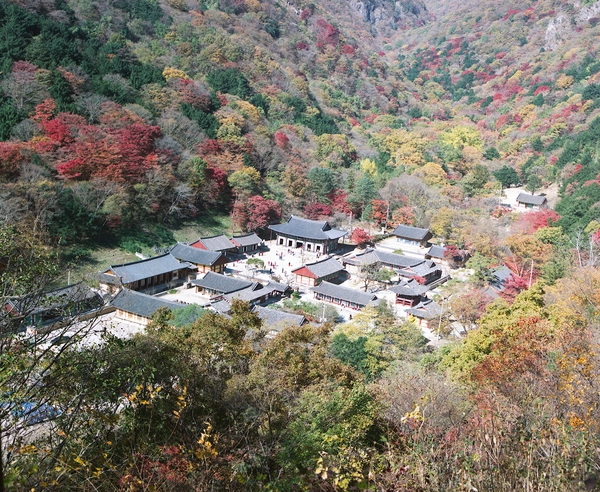 백양사 단풍