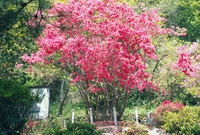영산홍