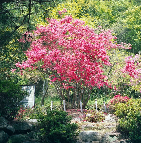 영산홍
