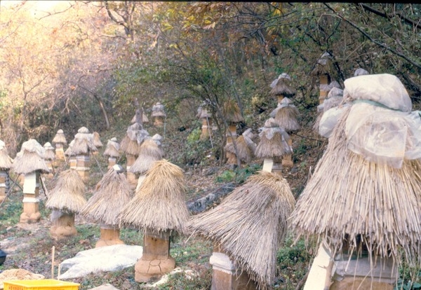 한봉