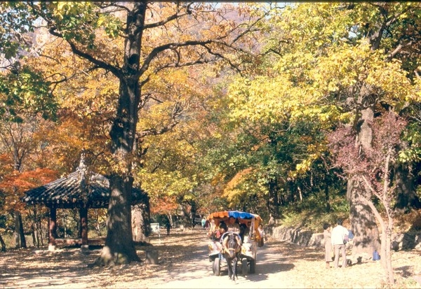 백양사 - 우마차