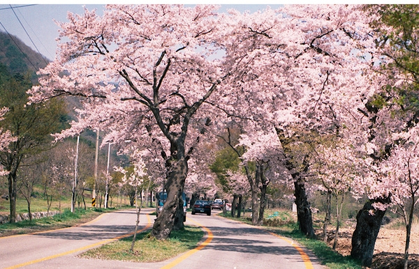 사진전(백양사 벚꽃)